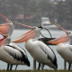 Огромная стая пеликанов приземлилась в Кырджали