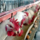Болгария опасается нелояльной конкуренции в торговле яйцами на рынке ЕС