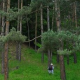 Болгарские лесные хозяйства впервые стали прибыльными