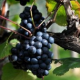 Волна недовольства против либерализации прав посадки винных сортов винограда