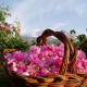 Болгарские розы украсят Туманный Альбион