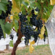 На 50% меньше винограда в Мелнике