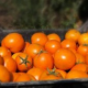 Новый болгарский сорт помидоров с мощными антиоксидантными свойствами