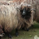 Каракачанская овца – прародитель своих европейских потомков