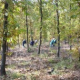 Новая жизнь для болгарского дубового леса