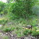 Кактусы — новая болгарская экзотика