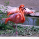 Розовый фламинго — чудо Бургасских озер