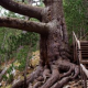 Самое древнее дерево Болгарии